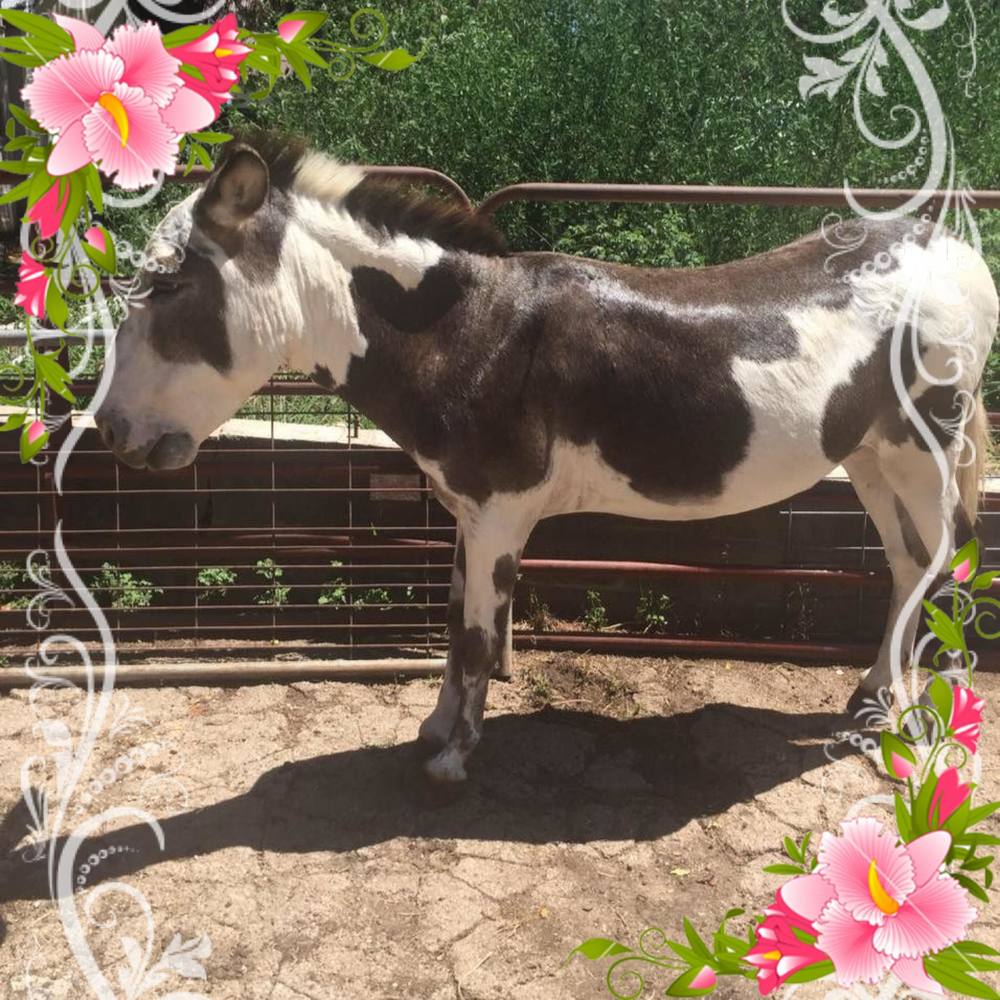 Meet your Posher, Wanda